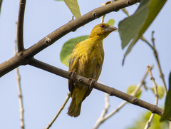 Ploceus cucullatus