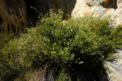Phylica barnardii