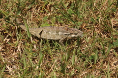 Bradypodion ventrale