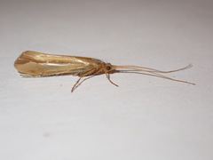 Limnephilus vittatus