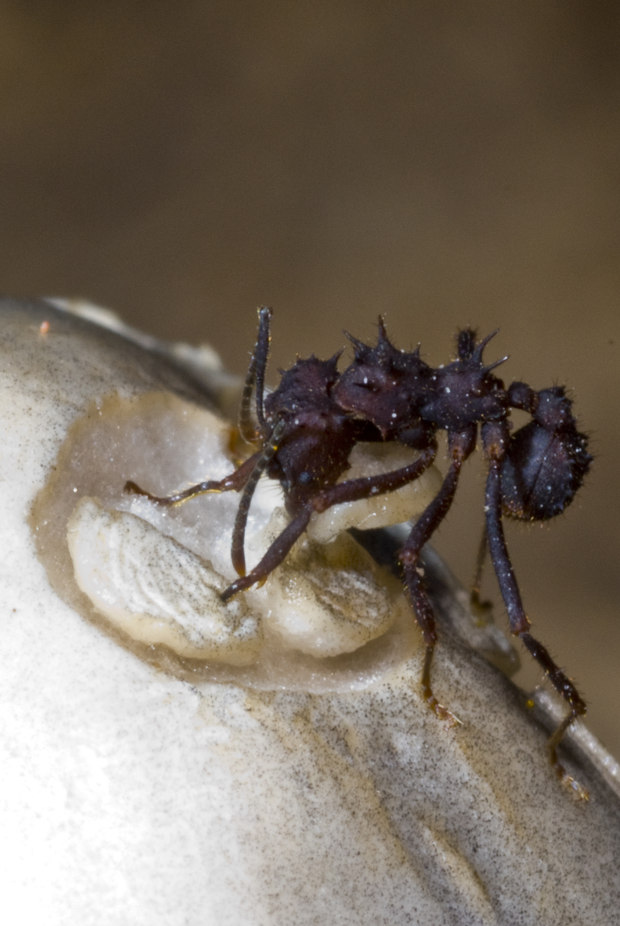 Acromyrmex subterraneus