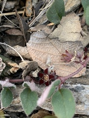 Brachystelma swazicum