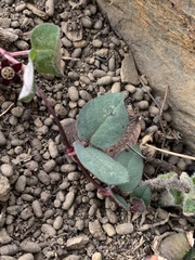 Brachystelma swazicum