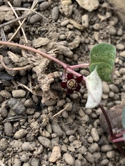 Brachystelma swazicum