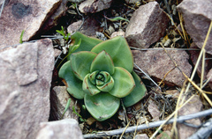 Echeveria argentinensis