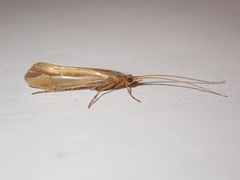 Limnephilus vittatus