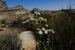 Lachnaea filamentosa