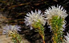 Lachnaea filamentosa