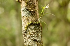 Polystachya ottoniana