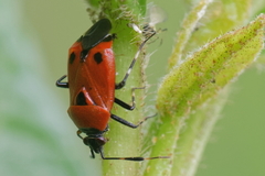 Deraeocoris punctum
