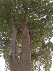 Alstonia scholaris