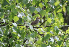 Acrocephalus palustris
