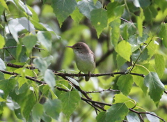 Acrocephalus palustris