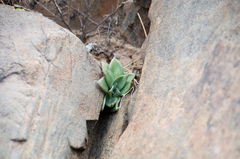 Echeveria argentinensis kieslingii