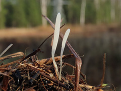 Clavaria acuta