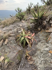 Aloe spicata