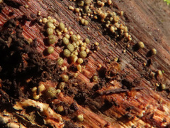 Trichoderma gelatinosum