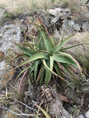 Aloe spicata