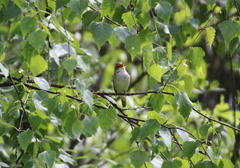 Acrocephalus palustris
