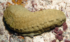 Stichopus herrmanni