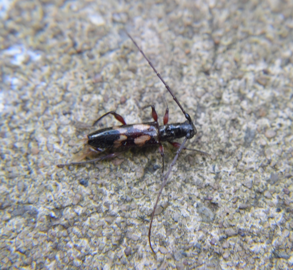 Gnomidolon lansbergei