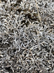 Selaginella dregei