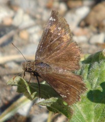 Erynnis baptisiae