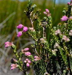 Erica oresigena