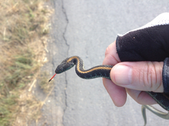 Thamnophis atratus