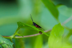Braconinae