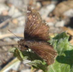Erynnis baptisiae