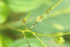 Impatientinum asiaticum