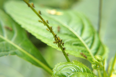 Impatientinum asiaticum