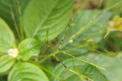 Impatientinum asiaticum
