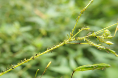 Impatientinum asiaticum