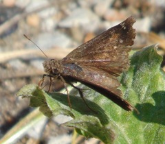Erynnis baptisiae