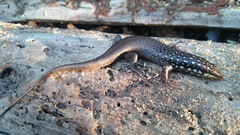 Trachylepis aureopunctata