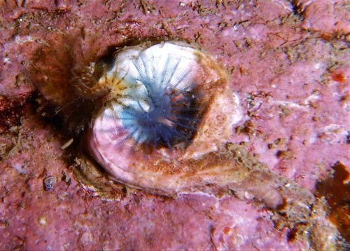 Spirobranchus triqueter