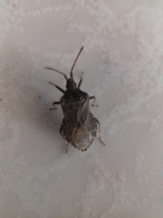 Villasitocoris inconspicuus