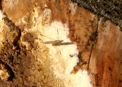 Neides tipularius