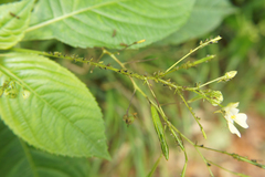 Impatientinum asiaticum