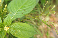 Impatientinum asiaticum