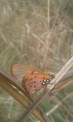 Acraea neobule neobule