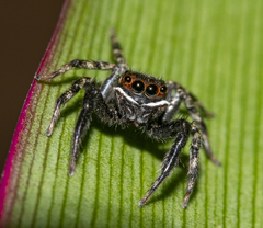Hasarius adansoni