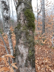 Ostrya virginiana image