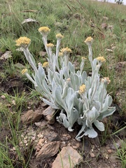 Helichrysum acutatum