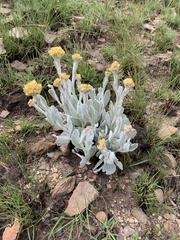 Helichrysum acutatum