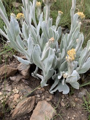 Helichrysum acutatum