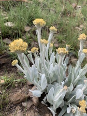 Helichrysum acutatum