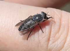 Apatolestes comastes